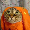 Смешной кот в оранжевом свитере.