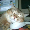 Аватарка со спящим на мышке котом.