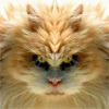 Сердитый толстый кот, коллаж, фотошоп.