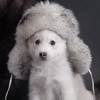 Забавный щеночек в зимней шапке.