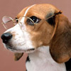 Умная собака в очках, ученый пёс.