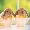 Два прелестных крольчонка в чашках.