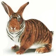 Тигровый кролик, полосатый ушастик.