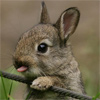 Кролик, крольчонок с высунутым язычком.