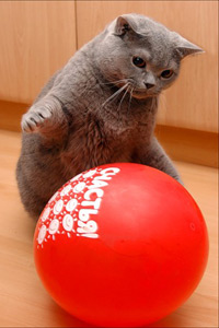 Аватарка для контакта серый котик кот с красный шаром, игра, скачать бесплатно.