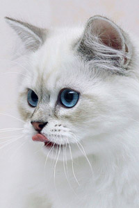 Белая кошечка кошка с голубыми глазами, высунутый язык, скачать аву для контакта.