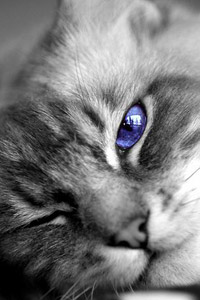 Аватарка для контакта ленивый кот, синий голубой глаз, скачать картинку бесплатно.