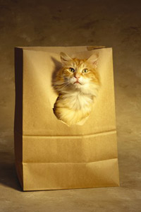 Картинка в контакте рыжий кот в бумажном пакете, скачать аватарку для контакта.