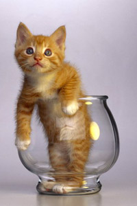 Аватарка для вконтакте рыжий котенок в стеклянном аквариуме, скачать аватарку.