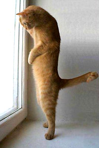 Любопытный рыжий котик, рыжик, на подоконнике у окна на задних лапках.