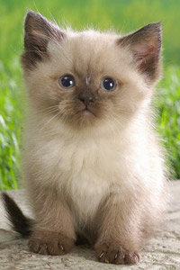http://www.avatarworld.ru/avatarki/kontakt/avatarki-animal-cats/avatars/25_cute_little_kitten_kitty.jpg