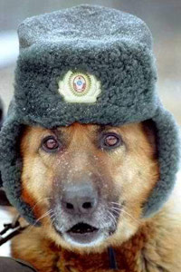 Пес милиционер, советская собака, немецкая овчарка в милицейской шапке ушанке, скачать аватарку.