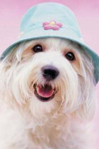 Аватарка в контакте забавная белая собачка (собачонка) в шапке, скачать картинку.