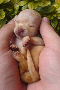 Аватарка вконтакте маленький щенок (мелкий собачонок) в руке, ладони, скачать бесплатно.