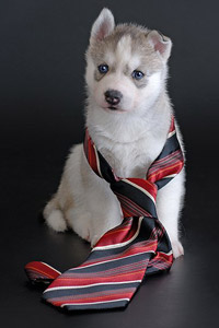 Картинка вконтакте щенок с галстуком, модный пёс, скачать аватарку для контакта.