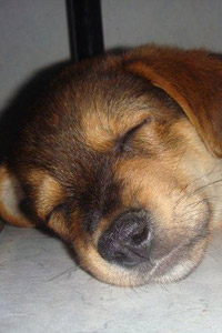 Аватарка для контакта спящий песик, забавный щенок, скачать картинку в контакте.