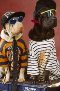 Картинка для контакта модные собачки, современные крутые псы в очках, скачать бесплатно.
