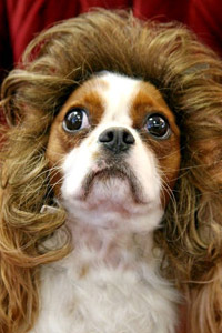Картинка вконтакте волосатая собака, парик, длинные волосы, скачать аватарку бесплатно.