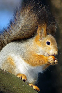 Аватарка пушистая белка с орешком в лапках, скачать картинку для контакта.