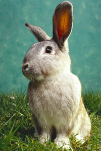 Картинка в контакте серый забавный кролик на траве, скачать картинку для контакта.