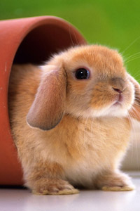Аватарка для контакта рыжий маленький смешной крольчонок, скачать аватарку.