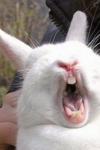 Аватарка для контакта зевающий белый кролик, зубастик, ржач, скачать бесплатно.